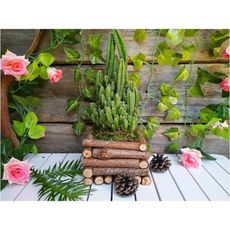 一件免運創意木花盆 多肉植物花錢器 懸掛花盆吊蘭綠蘿 創意垂吊花盆 原生態木花盆