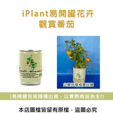 iPlant易開罐花卉-觀賞番茄