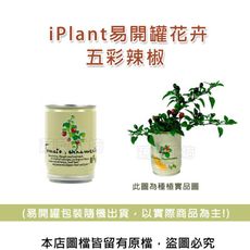 iPlant易開罐花卉-五彩辣椒