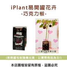 iPlant易開罐花卉-巧克力椒