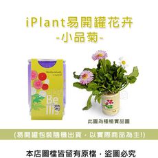iPlant易開罐花卉-小品菊