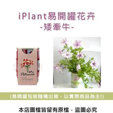 iPlant易開罐花卉-矮牽牛