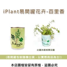 iPlant易開罐花卉-百里香