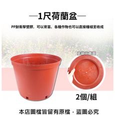1尺荷蘭盆(栽培盆) 2個/入