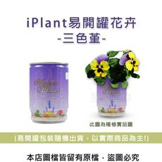 iPlant易開罐花卉-三色堇