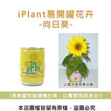 iPlant易開罐花卉-向日葵