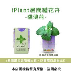 iPlant易開罐花卉-貓薄荷