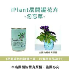 iPlant易開罐花卉-勿忘草