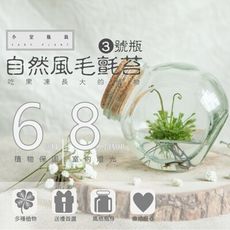 室內療癒植栽 自然風毛氈苔 3號瓶
