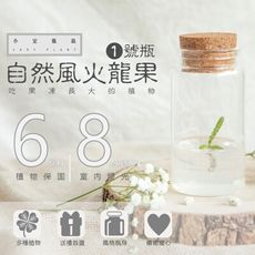 室內療癒植栽 自然風火龍果 1號瓶