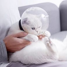 貓咪太空球罩 貓頭套 太空頭套 貓咪頭套 寵物頭套 防咬神器 透明頭罩 羞恥圈 太空頭罩 防舔頭套