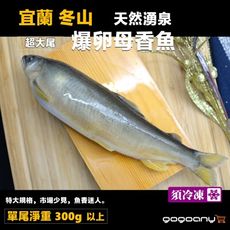 【禾契鮮食】宜蘭冬山自然湧泉爆卵母香魚