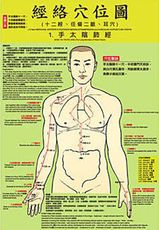 雙面彩色人體英中繁簡體經絡穴位圖