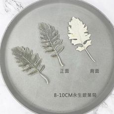 8-10CM進口永生銀葉菊-永生花圈 乾燥花束 不凋花 拍照道具 手作素材  乾燥花材 -14元/葉