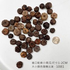 進口迷你乾燥小南瓜 南瓜茄果實 聖誕花圈 萬聖節 乾燥果實 居家佈置 店面佈置 拍照道具