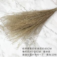 進口乾燥佛塵芒草-乾燥花束 不凋花 拍照道具 手作素材 室內擺飾 乾燥花材 鄉村風