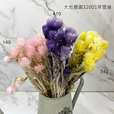 日本進口大地農園 32001 旱雪蓮 不凋花材-乾燥花圈 乾燥花束 手作素材 室內擺飾 -半束