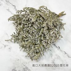 日本進口大地農園02010雪花草 不凋花 捧花花束 店面佈置 居家裝飾 插花花瓶 拍照道具