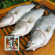 海洋先生-急凍冰鮮鱸魚420~450g/尾(已處理)