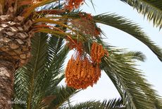 結帳送金元寶-§海珊牌§伊朗進口特級波斯去籽椰棗果乾300g/批發零售