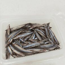 【飛飛購】嚴選鮮凍 日本丁香魚 250g 附發票