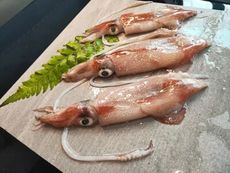 【飛飛購】嚴選鮮凍 東北小卷 350g 附發票