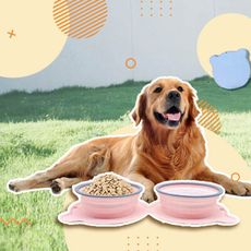 兩用雙碗戶外攜帶折疊寵物飼料碗 寵物碗 狗碗 貓碗 防噎食 輕巧不占空間