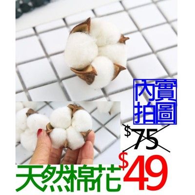 【台灣現貨24H內寄出】📣天然棉花🎊拍攝背景桿子棉花擺件裝飾拍照道具IG雜貨小物Zakka飾品化