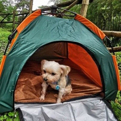 寵物速開帳篷自動型可折疊 附睡墊 防雨防曬