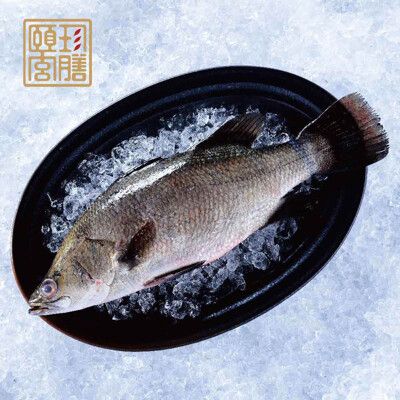 【頤珍宮膳】產銷海水鱸魚350/尾