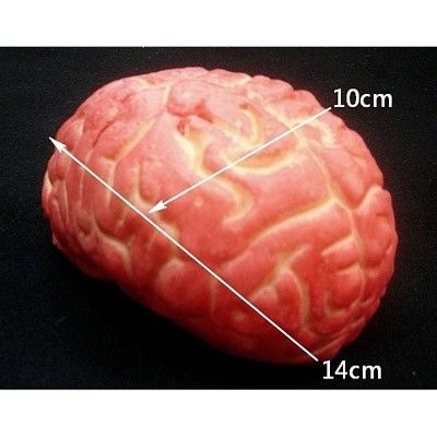 ☆派對達人☆萬聖節佈置/整人商品/鬼屋佈置/假腳/假腿/假手/斷手/血手/逼真道具血大腦