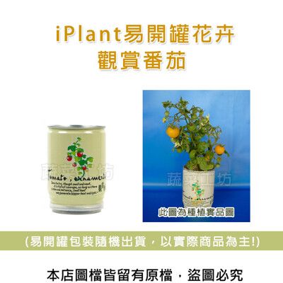 iPlant易開罐花卉-觀賞番茄