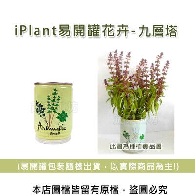 iPlant易開罐花卉-九層塔