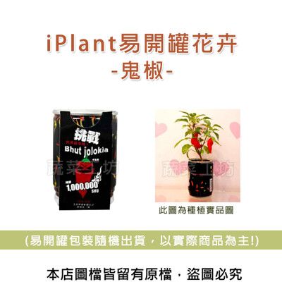 iPlant易開罐花卉-鬼椒