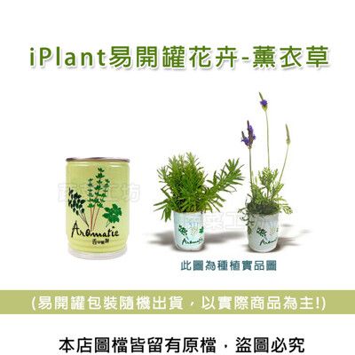 iPlant易開罐花卉-薰衣草