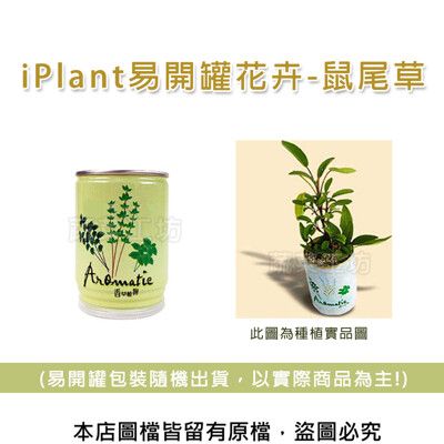 iPlant易開罐花卉-鼠尾草