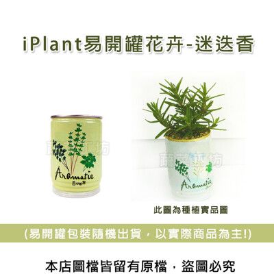 iPlant易開罐花卉-迷迭香