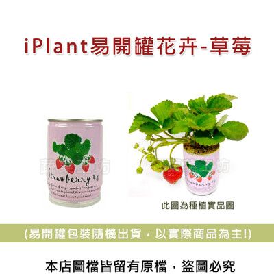 iPlant易開罐花卉-草莓