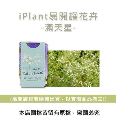 iPlant易開罐花卉-滿天星