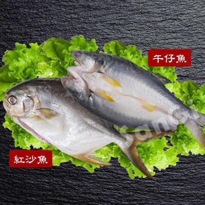 【賣魚的家】新鮮整尾午仔魚/紅沙魚任選組