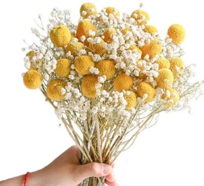 黃金球金槌花乾花花束裝飾擺件真花插花乾燥永生花尤加利葉滿天星
