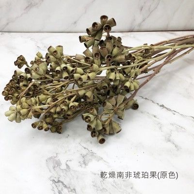 南非進口乾燥琥珀果 不凋乾燥花圈 乾燥花束 不凋花 拍照道具 室內擺飾