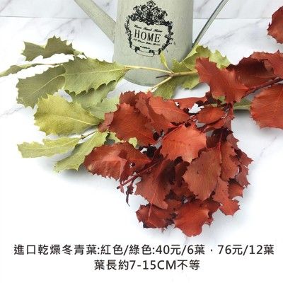 6葉-進口乾燥冬青葉 乾燥花 不凋花 捧花花束 店面佈置 居家裝飾 插花花瓶 拍照道具