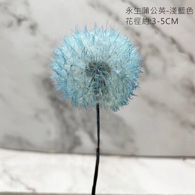 進口彩色永生蒲公英-乾燥花束 不凋花玻璃罩 拍照道具 室內擺飾 乾燥花材-直徑:3-5CM