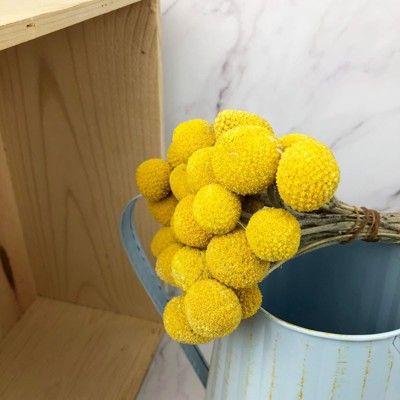 進口乾燥天然黃金球-乾燥花圈 乾燥花束 不凋花 拍照道具 手作素材 室內擺飾 乾燥花材 裝飾插花鄉村