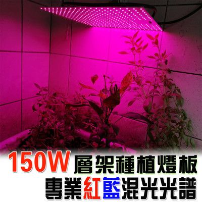 君沛 植物燈板 150瓦 量子板 植物層架燈板 紅藍混光 植物燈板 裸版 led燈板