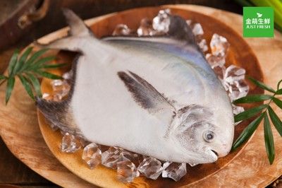 【金萌生鮮】野生大白鯧魚400-500g